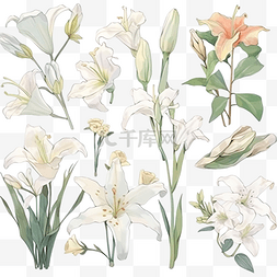 一组元素花和花蕾白百合水彩花卉