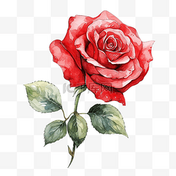 画红玫瑰