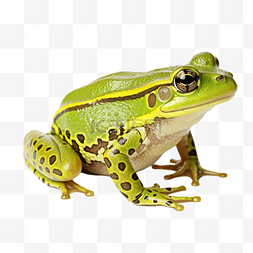 美麗的綠色青蛙