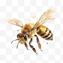 蜜蜂水彩插图
