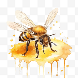 水彩蜜蜂 蜜蜂插画 可爱的蜜蜂 蜜