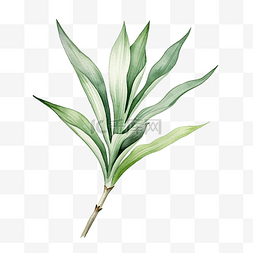 热带植物手绘叶子图片_狐尾龙舌兰热带植物水彩插图