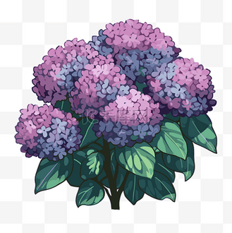 绣球花剪贴画白色背景卡通紫色绣球花植物 向量