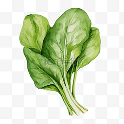 菠菜画图片_水彩菠菜蔬菜