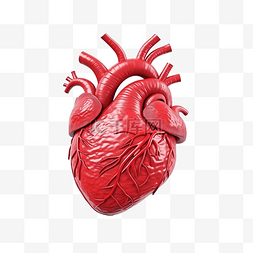 三维医疗图片_人体心脏内部器官心脏形状人体心
