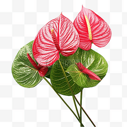 叶子的生长图片_白色背景上的红掌 clarinervium
