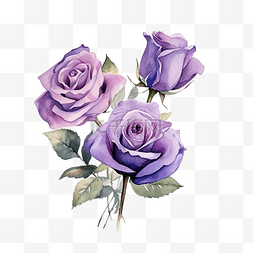 紫色玫瑰花水彩插图
