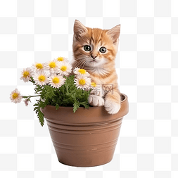 小盆花图片_猫花可爱盆花盆小猫宠物可爱猫咪