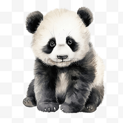 水彩可爱熊猫