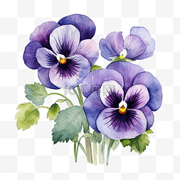紫色三色堇花图片_紫色三色堇花的水彩画