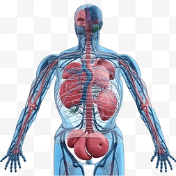 人体的胃图片_人体器官系统