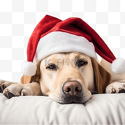 拉布拉多狗在圣诞树附近的卧室里