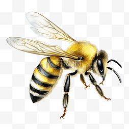 蜜蜂剪贴画图片_水彩蜜蜂剪贴画