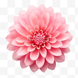 粉色抽象图片_孤立的粉紅色花