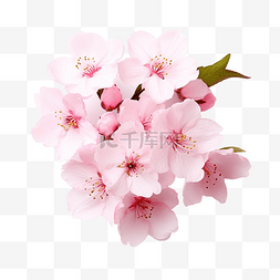 溫泉图片_粉红色的花樱花
