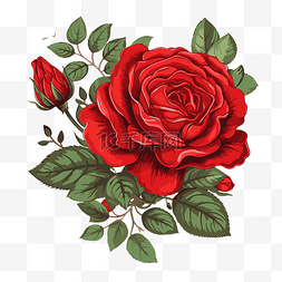 白色的花图片_免费红玫瑰