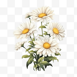 白花背景图片_雏菊白花艺术花卉装饰插图，用于