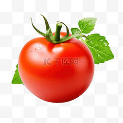 番茄果实与绿叶