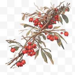 树枝与红色浆果装饰