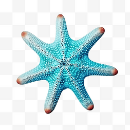 海星 海底 海洋 海 用于装饰