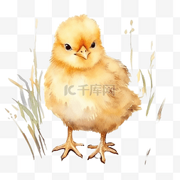 春天可爱的小鸡动物水彩画