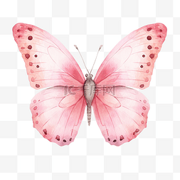 水彩粉红蝴蝶