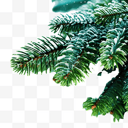冬天有雪的圣诞枞树的树枝