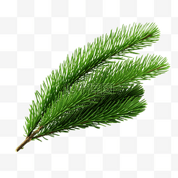 绿色圣诞枞树枝