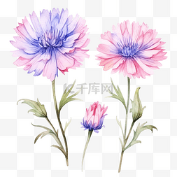一套粉红色的花朵矢车菊水彩插图