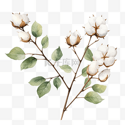 棉花植物花图片_透明背景上孤立的水彩棉花植物