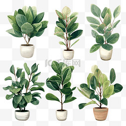 ficus plant 插图