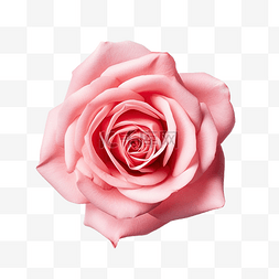 孤立的玫瑰花的特写切出