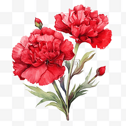 水彩康乃馨花剪贴画红色