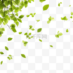 飞扬的绿叶清新春天树叶环境与生