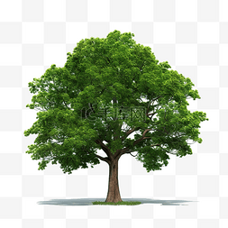 孤立的大树 PNG