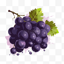 黑葡萄卡通图片_紫葡萄 向量