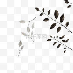 灰色影图片_叶子阴影覆盖孤立的树枝叶子