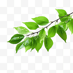 白色树枝花图片_绿叶树枝与水滴隔离png文件