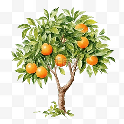 溅起的水彩图片_水彩橙树