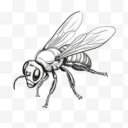 手绘图花图片_昆虫可爱蜜蜂线性绘图