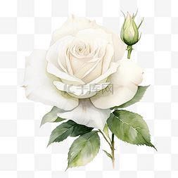 白玫瑰水彩
