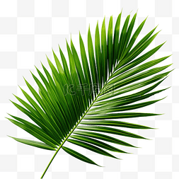 弯曲植物图片_热带绿叶棕榈树png文件
