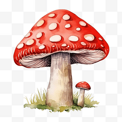 鲜红色飞木耳毒蘑菇水彩插图