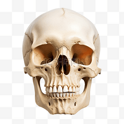 人类骨骼图片_孤立的人类头骨