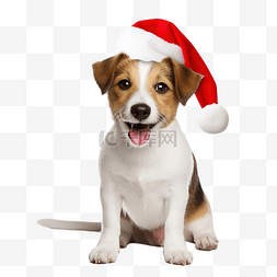 梗犬图片_图库摄影 白色和棕色的狗品种杰