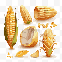 玉米和玉米粒图片_玉米粒 向量