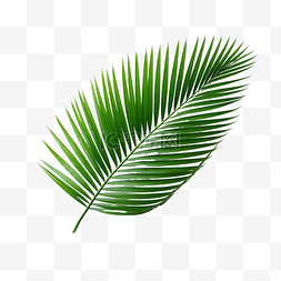 夏季概念的椰子叶