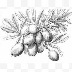 橄榄枝的黑白图画