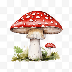 小红蝇木耳毒蘑菇水彩