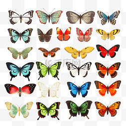 收藏物图片_泰国发现的白色背景蝴蝶上有多种